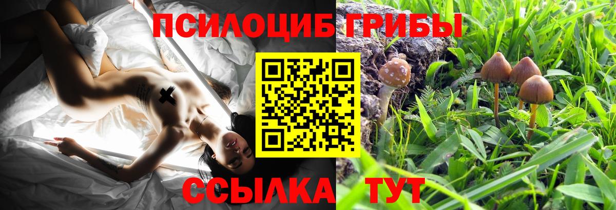 Галлюциногенные грибы Psilocybine cubensis  Псилоцибиновые грибы прущие грибы  Баксан  Вход с VPN 